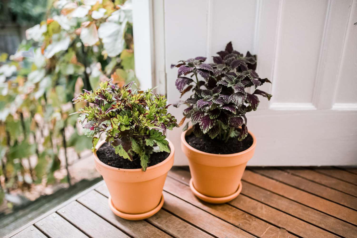 Attractive Coleus Plant