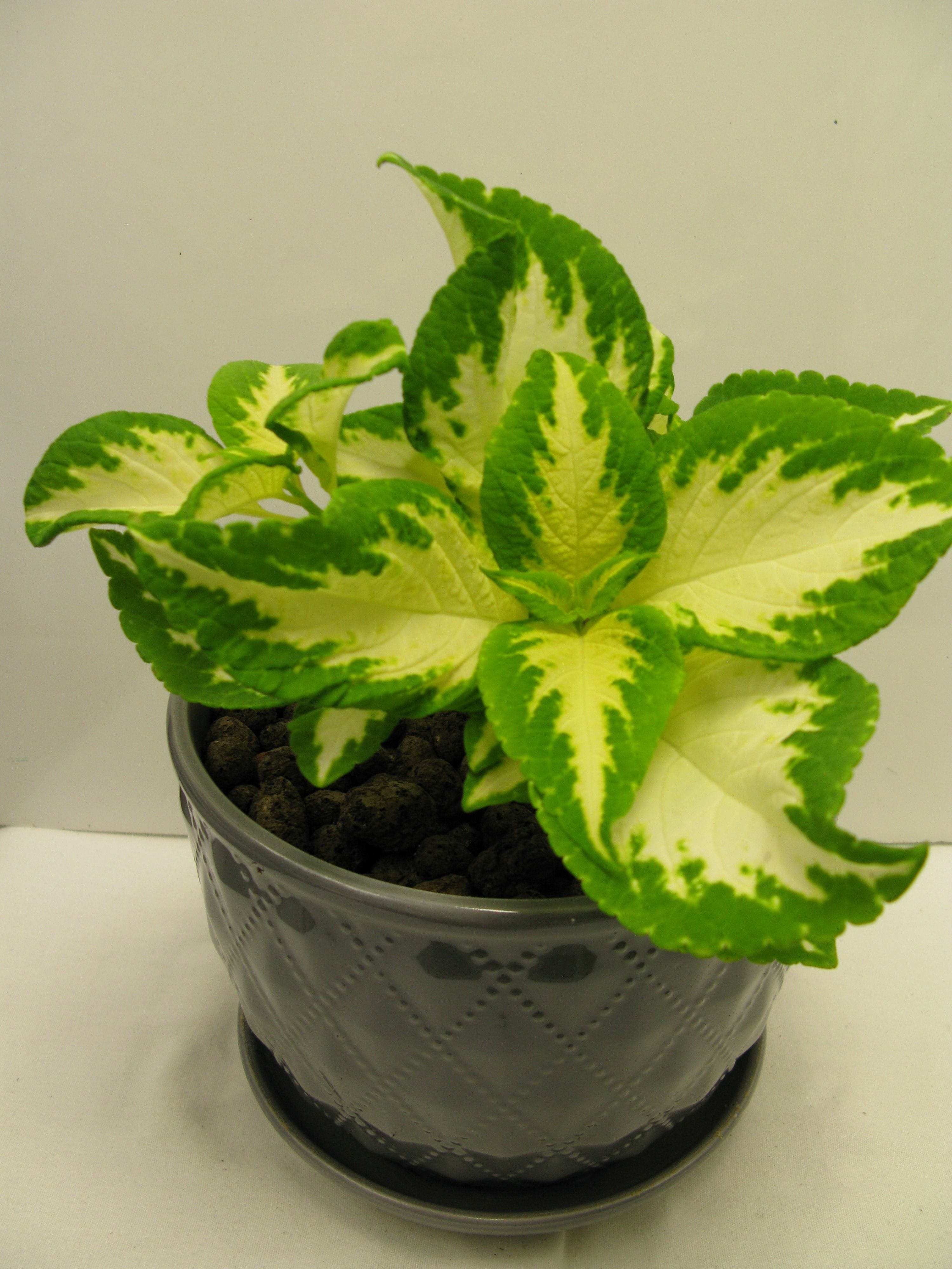 Green And Yellow Coleus