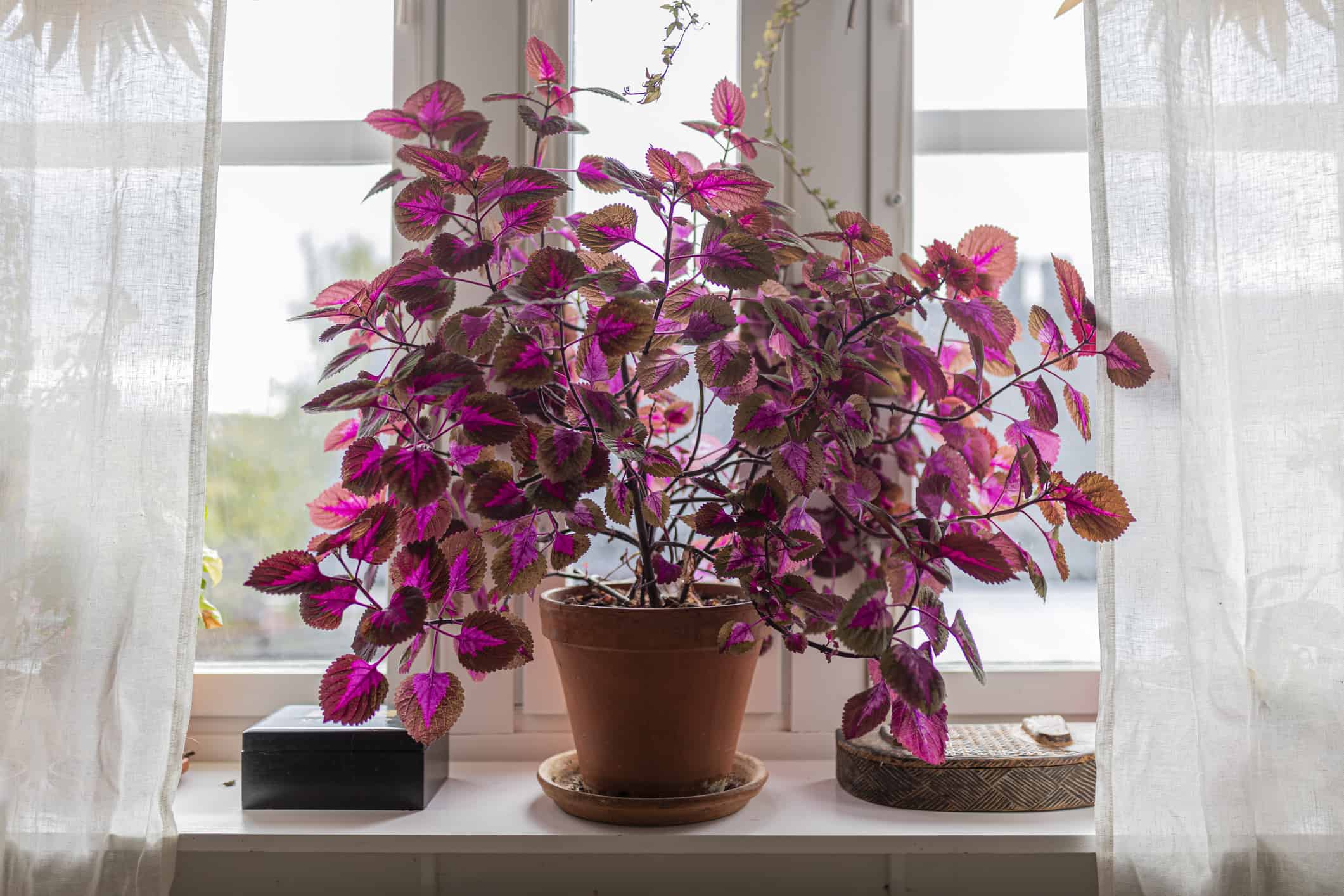 Indoor Coleus Plant