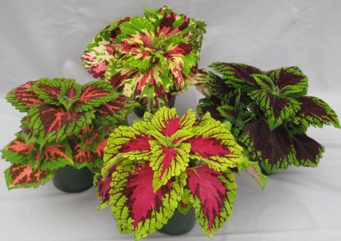 Variety of Coleus In The Pot