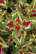 Coleus Plant