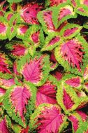 Colored Nettle Plant